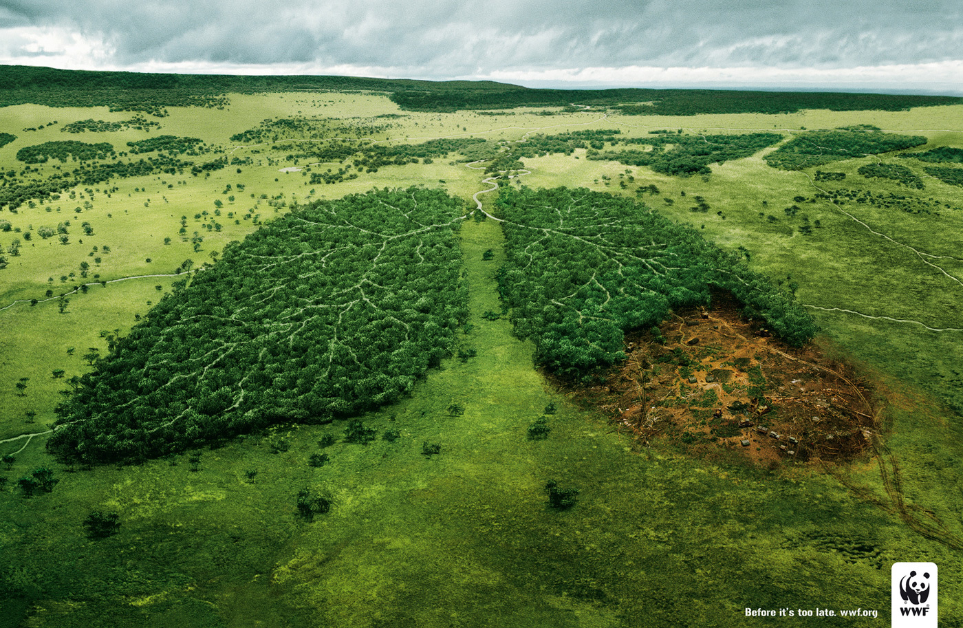 deforestation and lungs terrestre